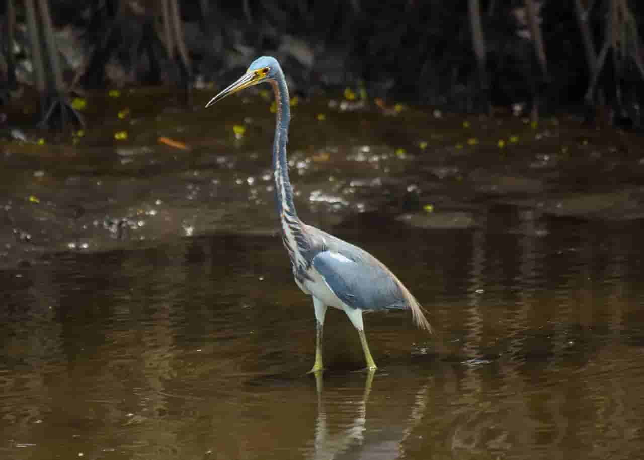 Juan Venado Island Bird Watching Tour
